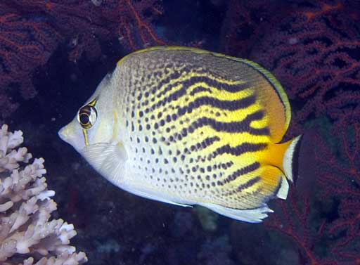 CHAETODON PELEWENSIS